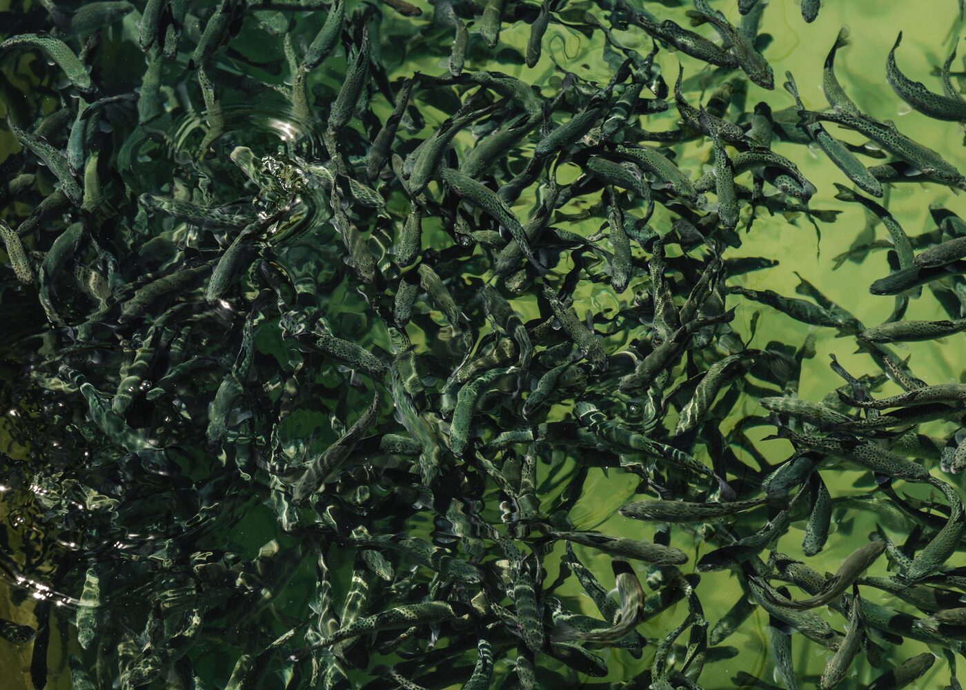 Produção de peixes